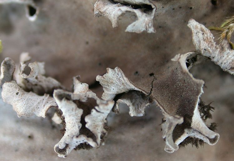 Peltigera rufescens from China, Yunnan (ABL)