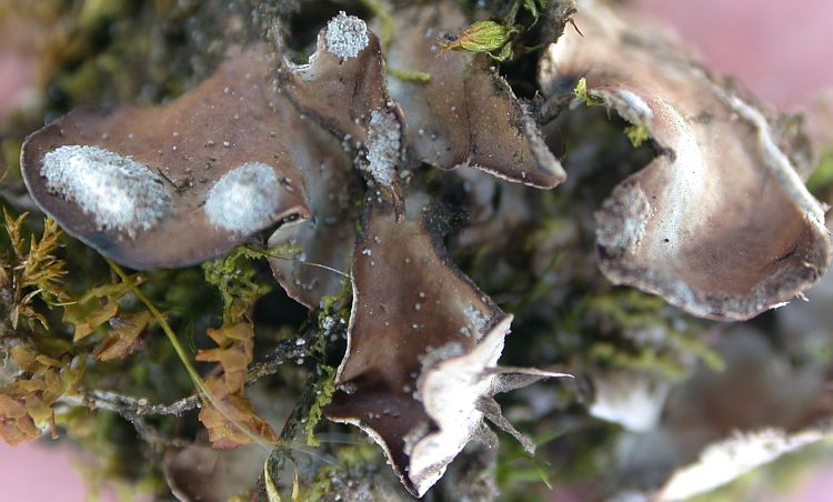 Peltigera ulcerata from China, Yunnan (ABL)