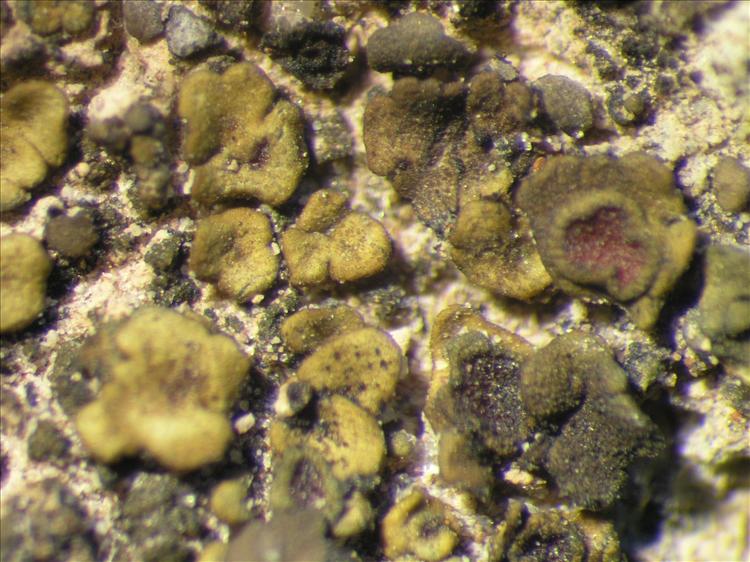 Peltula obscurans from Netherlands Antilles, Saba Habitus. leg. B. Buck 50737. Image width = 4 mm.