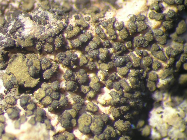 Peltula placodizans from Netherlands Antilles, Saba Habitus. leg. Sipman  54658. Image width = 4 mm.
