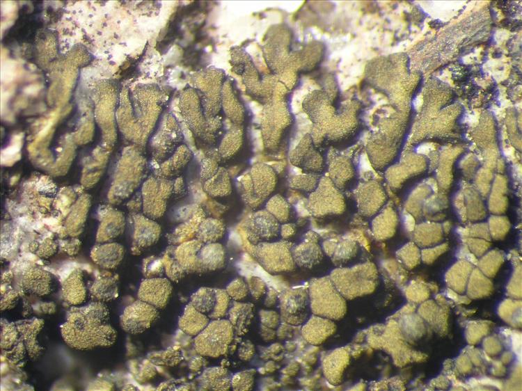 Peltula placodizans from Netherlands Antilles, Saba Habitus. leg. Sipman  54656. Image width = 4 mm.