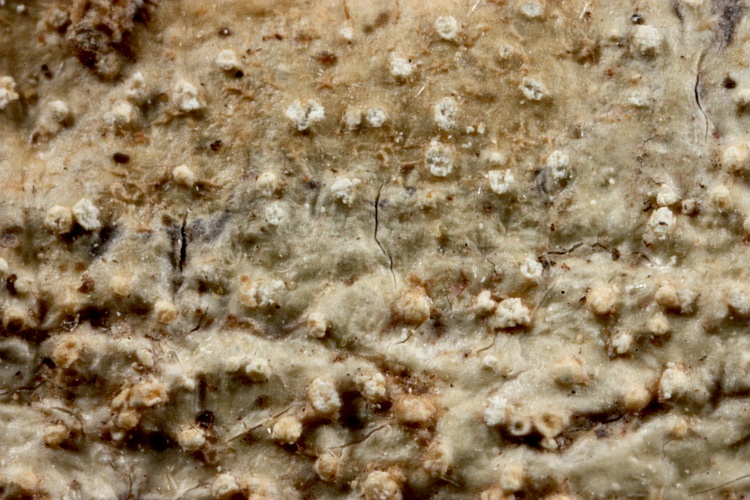 Pertusaria angabangensis from Papua New Guinea herb. CANB, holotype