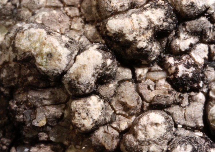 Pertusaria astomoides from Japan type H [Nylander & Räsänen]