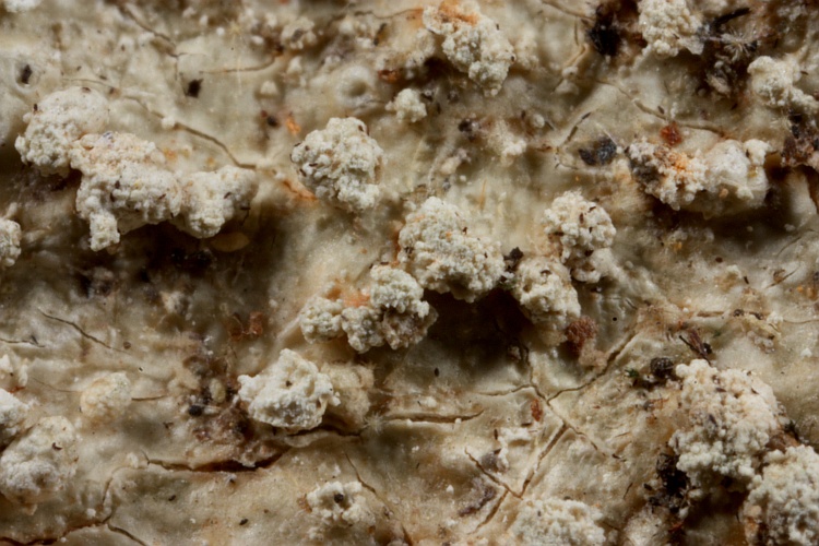 Pertusaria balekensis from Papua New Guinea herb. CANB, holotype