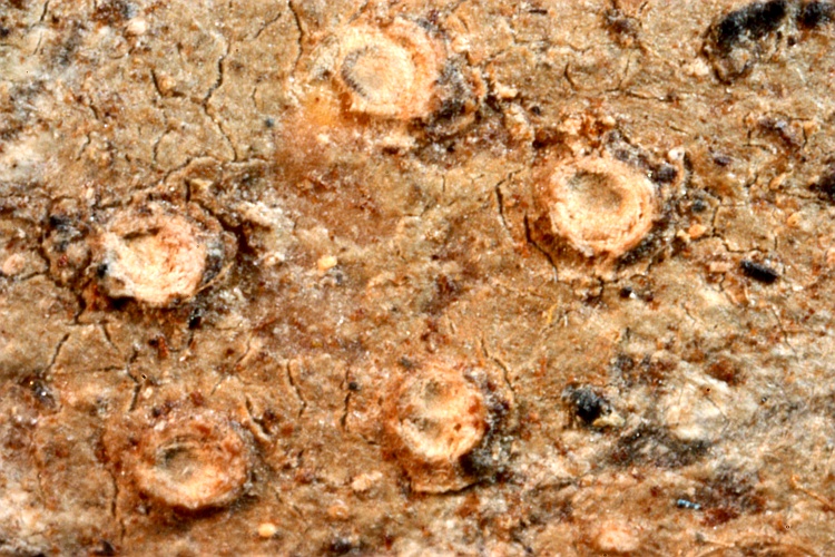 Pertusaria bambusetorum from China type (Zahlbruckner)