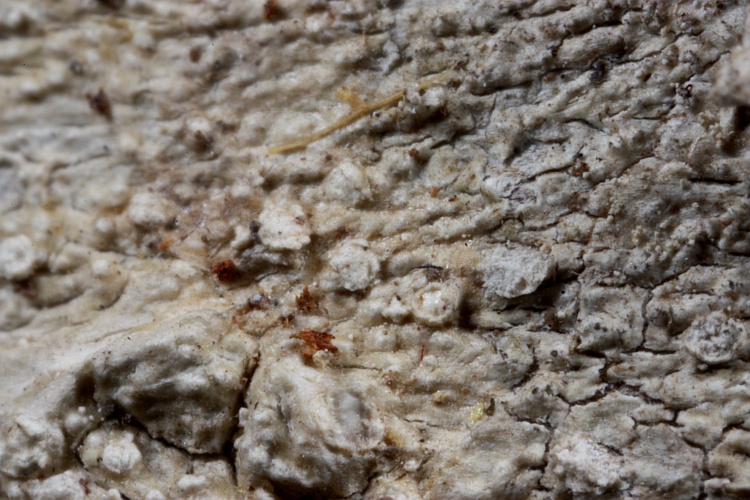 Pertusaria buloloensis from Papua New Guinea herb. CANB, holotype