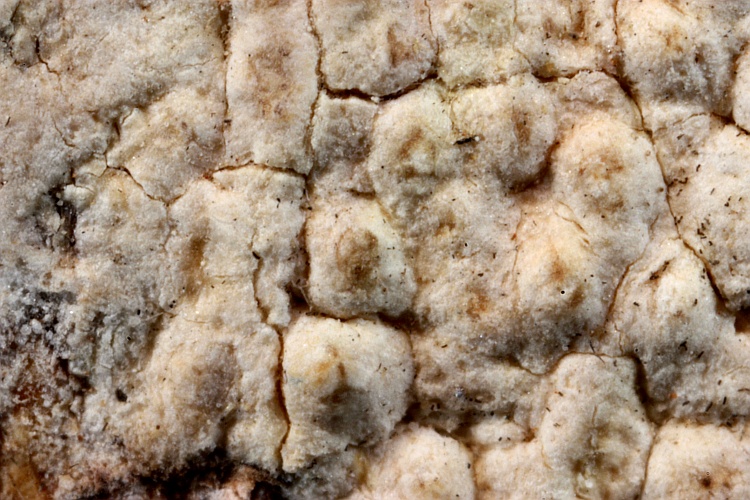 Pertusaria candida from Brasil type (Müller Argoviensis)