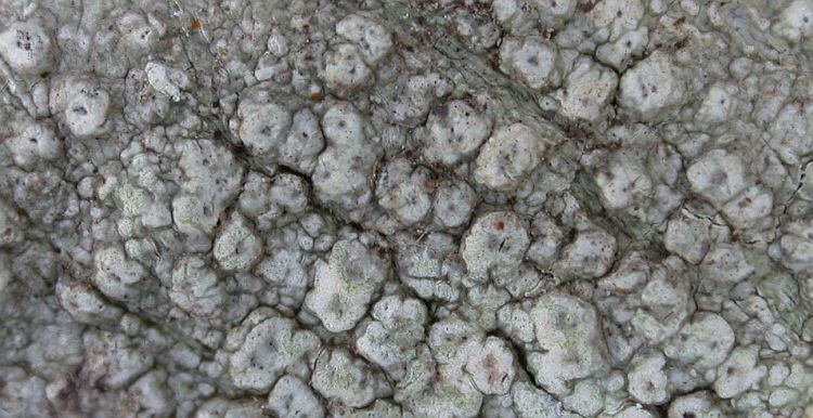 Pertusaria cicatricosa from Taiwan (ABL)