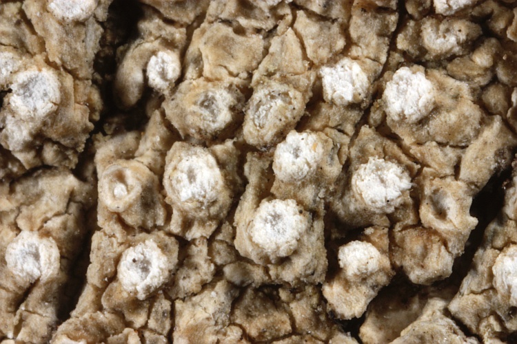 Pertusaria clarkeana from Australia type