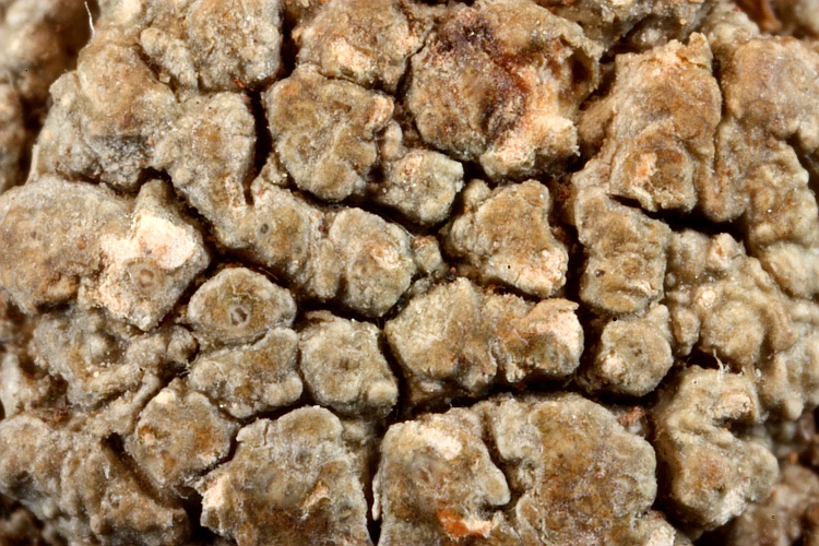 Pertusaria cryptostoma from South Africa type (Müller Argoviensis)