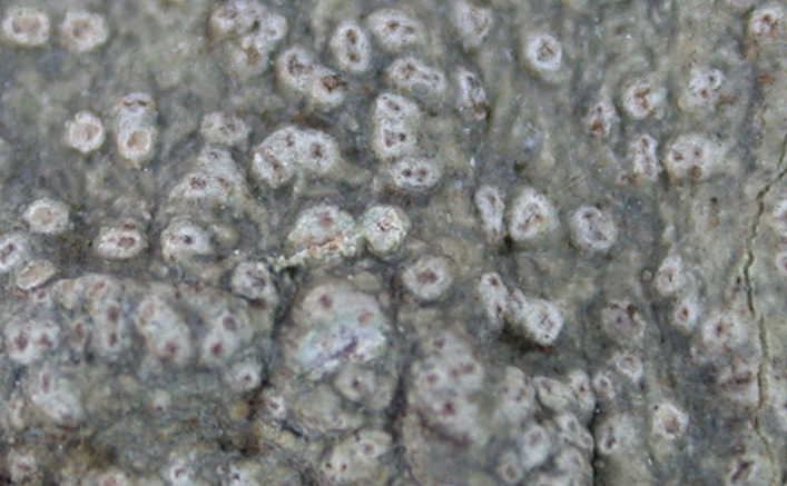 Pertusaria epacrospora from Taiwan (ABL)