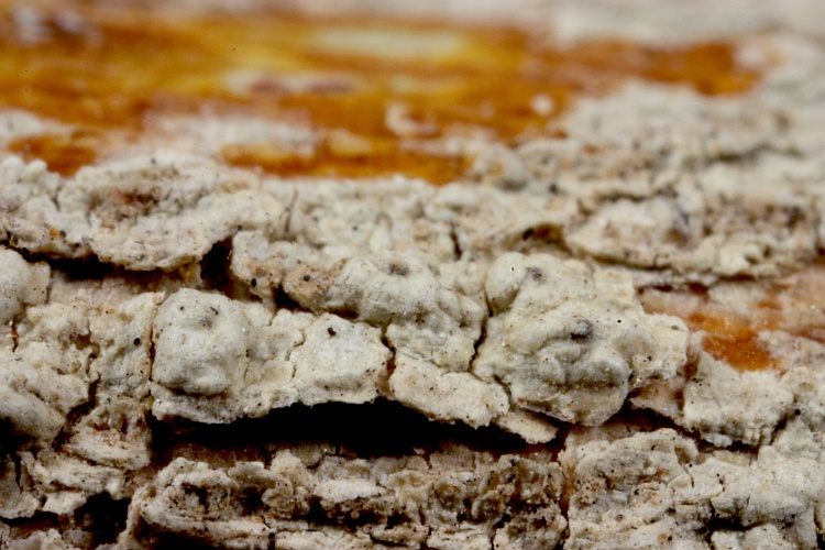 Pertusaria ewersii from Australia, Queensland herb. CANB, holotype