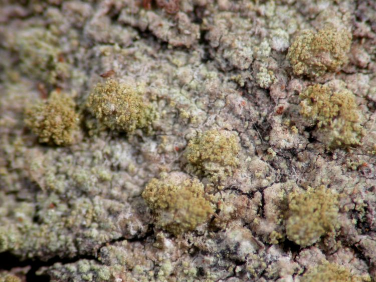 Pertusaria flavopunctata from Australia holotype