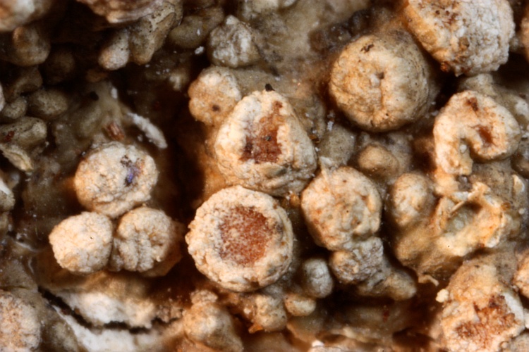 Pertusaria gedehana from Indonesia type (Zahlbruckner)