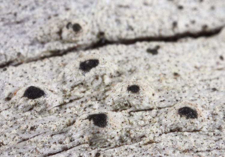 Pertusaria glabra from Australia holotype