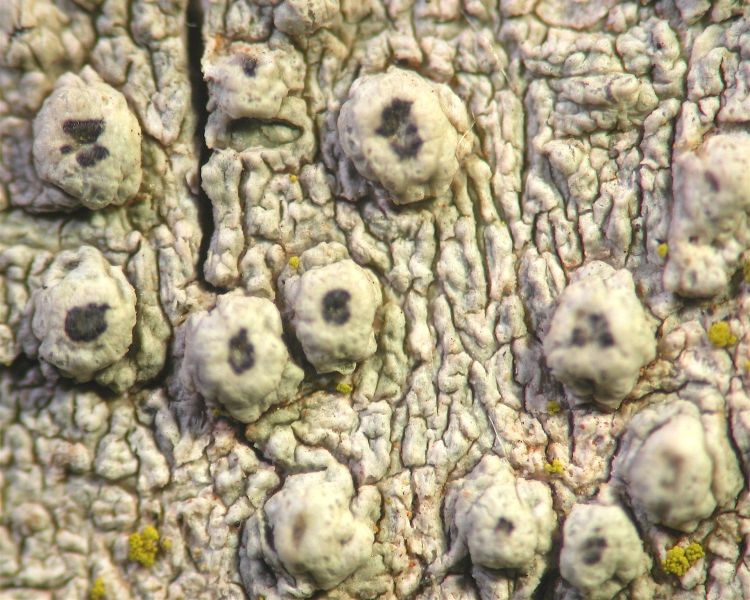 Pertusaria glomelliferica from Australia holotype