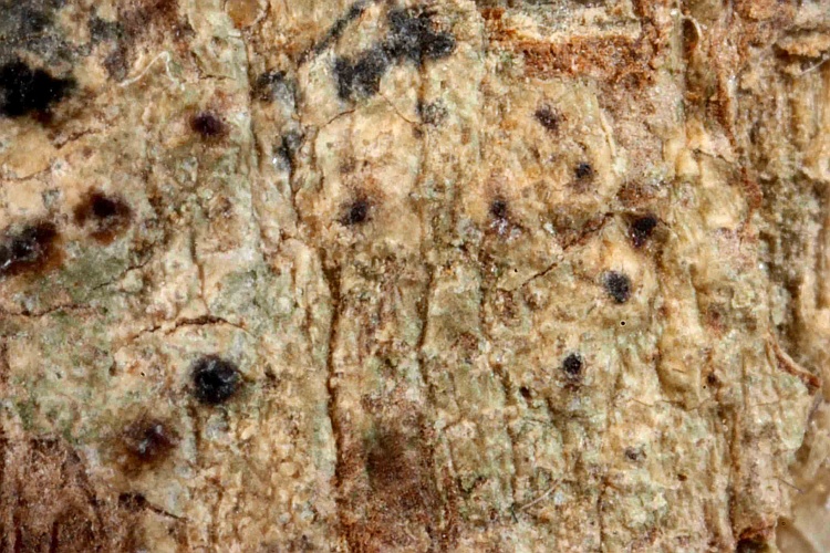 Pertusaria gonolobina from North America (uncertain) type (Müller Argoviensis)