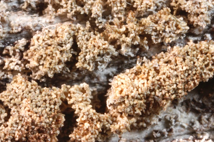 Pertusaria griseola from West Indies type (Vainio)