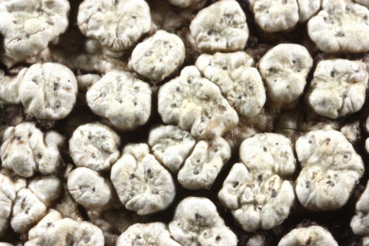 Pertusaria homilocarpa from Cook Islands, Rarotonga holotype