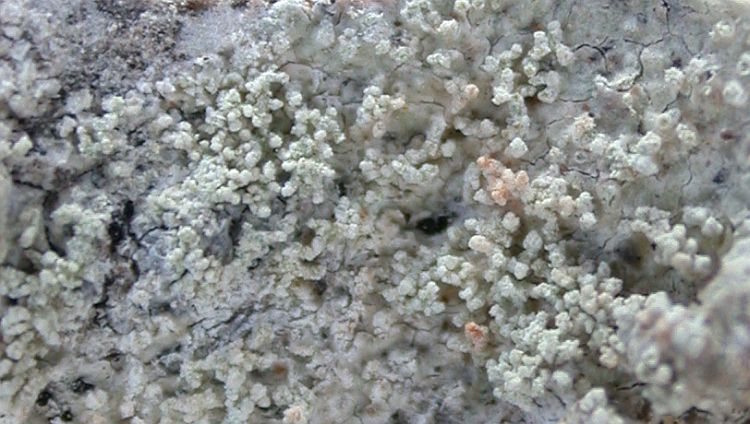 Pertusaria huangshanensis from China, Yunnan (ABL)