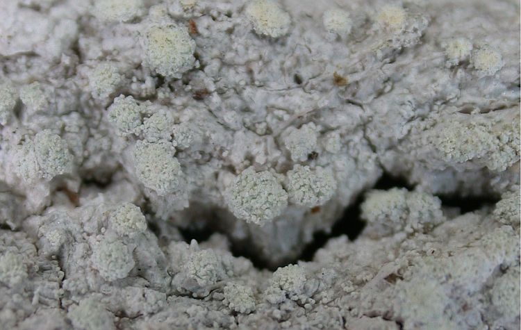 Pertusaria commutata var. hypothamnolica from Ecuador, Galápagos 