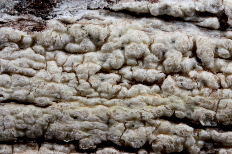 Pertusaria inconspicua from Papua New Guinea herb. CANB, holotype