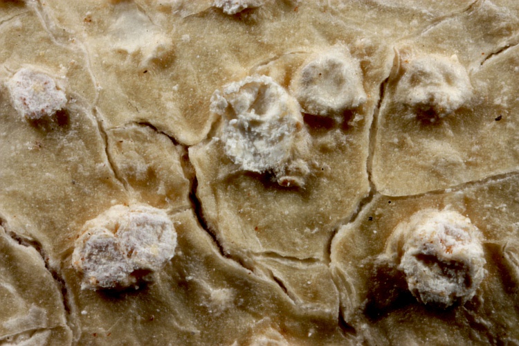 Pertusaria kaindiensis from Papua New Guinea herb. CANB, holotype