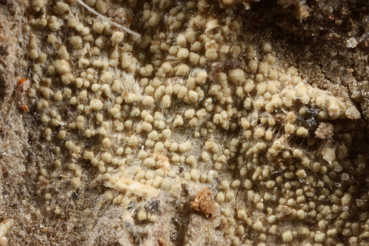 Pertusaria labuensis from Papua New Guinea herb. CANB, holotype