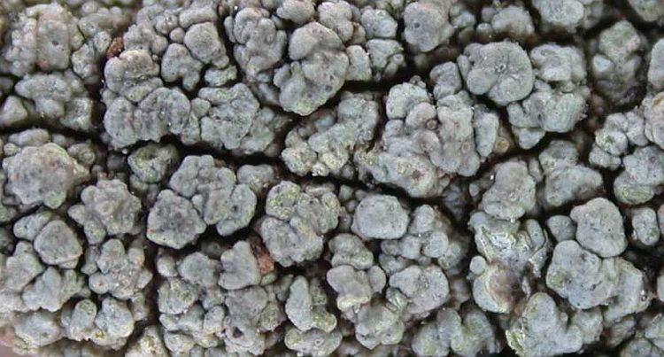 Pertusaria leiocarpella from China, Yunnan (ABL)