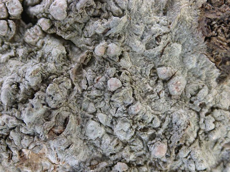 Pertusaria leioplaca from Taiwan (ABL)