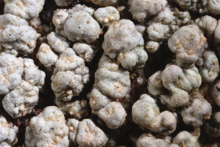 Pertusaria leioplaca var. pycnocarpa from Colombia type H [Nylander & Räsänen]