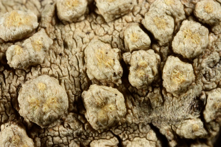 Pertusaria leioplacella from Australia type