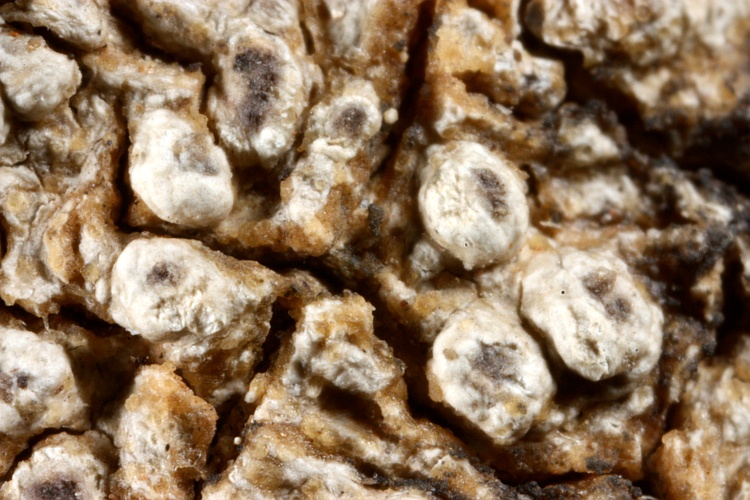 Pertusaria leucoplaca from Australia type