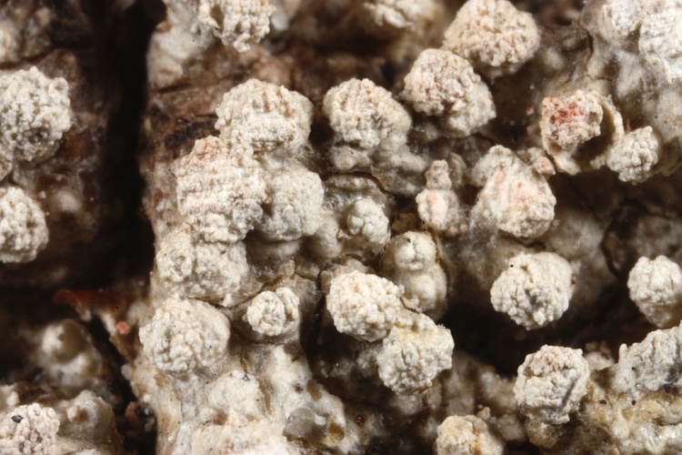 Pertusaria scaberula from Australia type