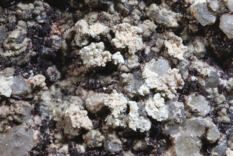 Pertusaria leucosoroides from Japan type H [Nylander & Räsänen]