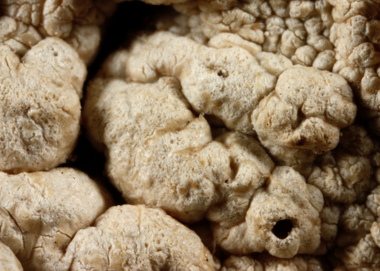 Pertusaria leucostigma from Australia type