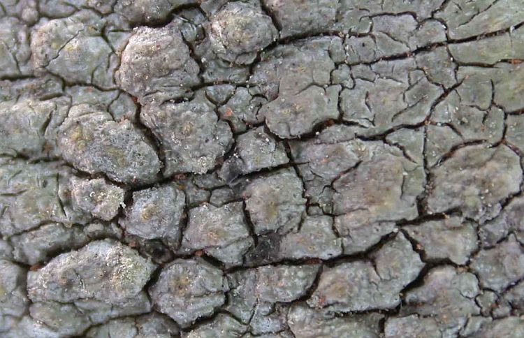 Pertusaria leucostigma from China, Yunnan (ABL)