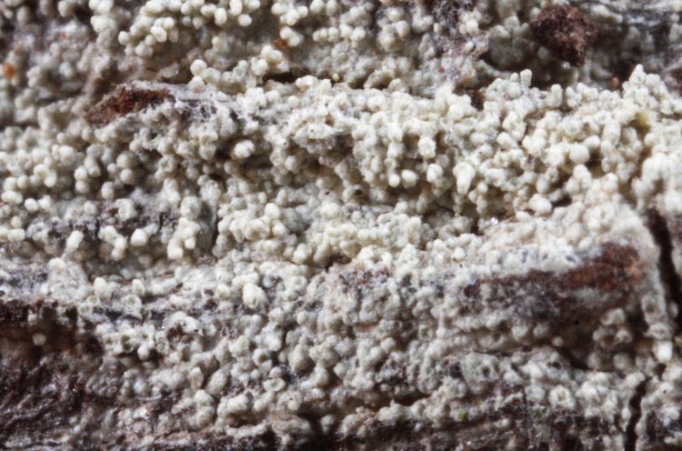 Pertusaria lumbschii from Australia holotype