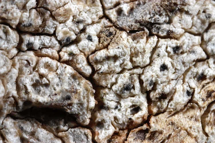 Pertusaria melaleucoides from Australia type