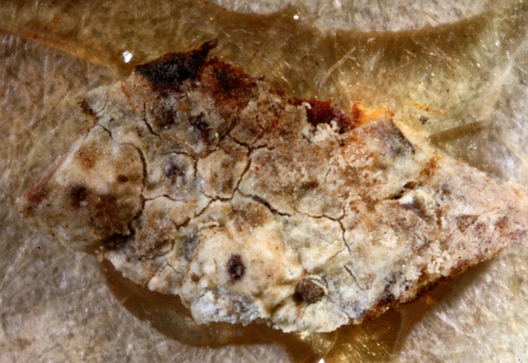 Pertusaria melastomella from Ceylon [Sri Lanka] type H [Nylander & Räsänen]