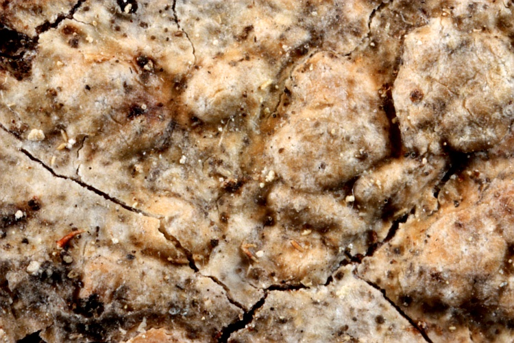 Pertusaria mendax from Japan type (Müller Argoviensis)