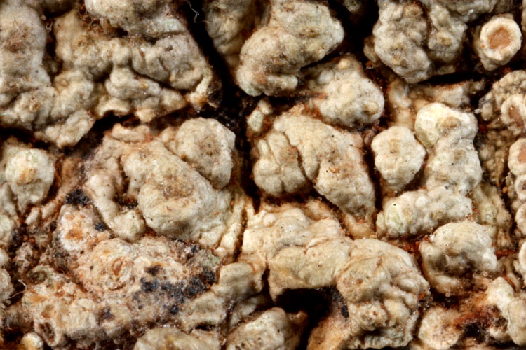 Pertusaria meridionalis var. cinerascens from Paraguay syntype (Müller Argoviensis)