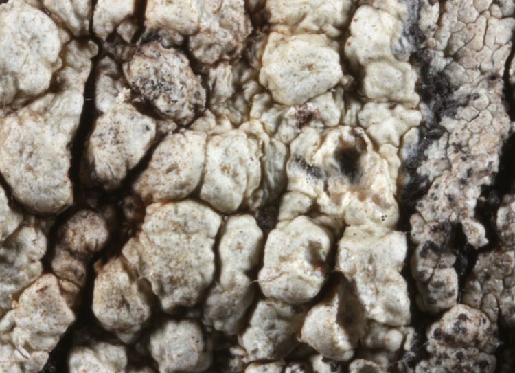 Pertusaria montoensis from Australia holotype