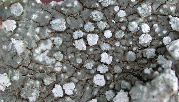 Pertusaria multipuncta from China, Yunnan (ABL)