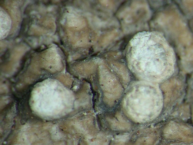 Pertusaria multipuncta from NE Pakistan leg. S.Iqbal 1261; herb. LAH