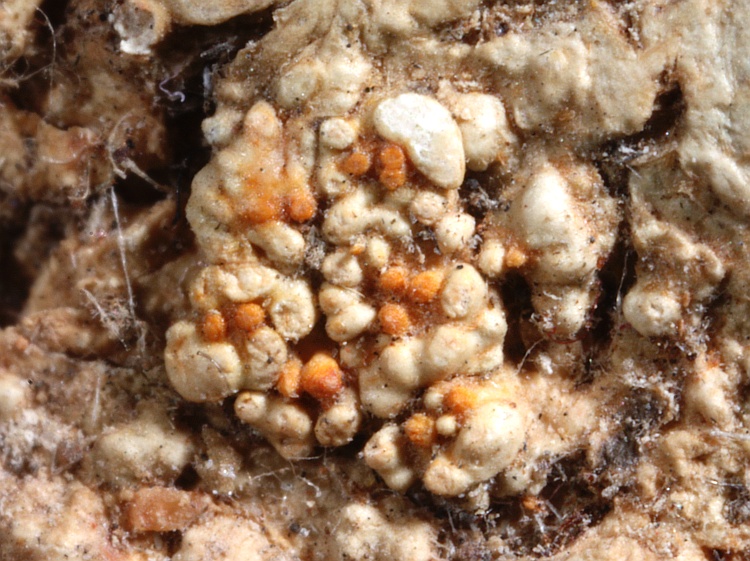 Pertusaria ochrotheliza from Colombia type H [Nylander & Räsänen]