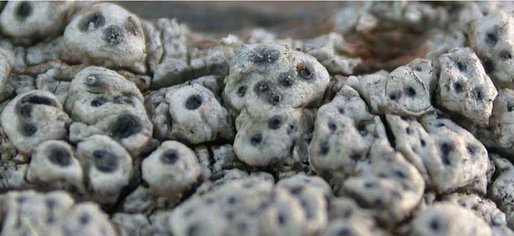 Pertusaria oshioi from Taiwan (ABL)