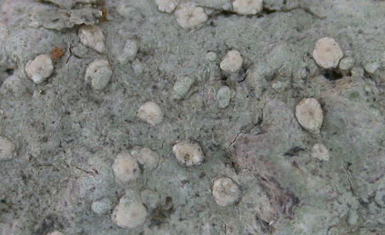 Pertusaria papillata from Taiwan (ABL)