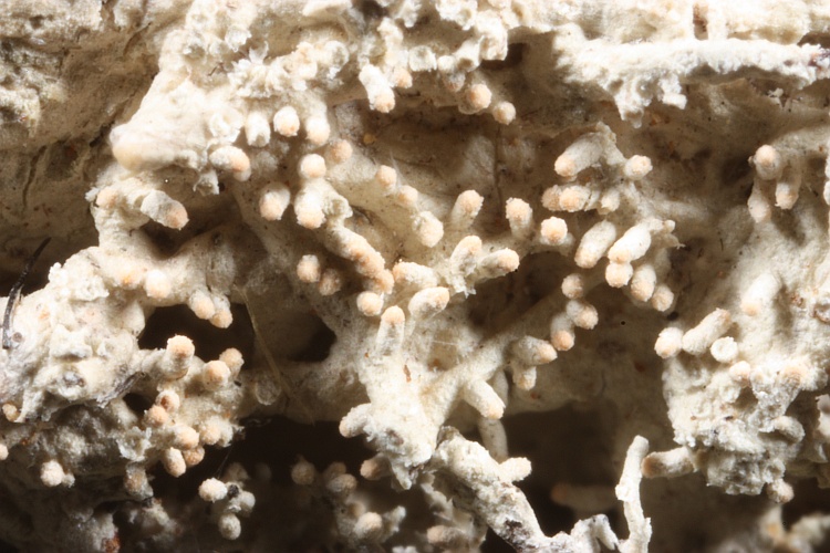 Pertusaria parmatica from Papua New Guinea herb. CANB, holotype