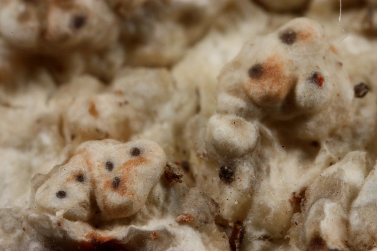 Pertusaria perthwaitesii from Papua New Guinea herb. CANB, holotype